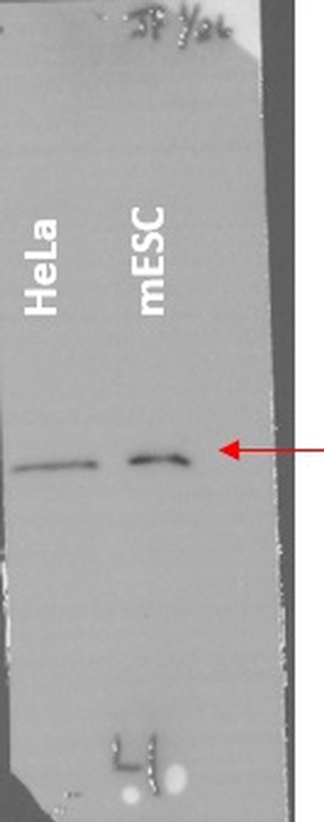 Histone H4 Antibody in Western Blot (WB)