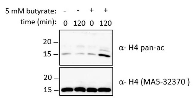 Histone H4 Antibody in Western Blot (WB)