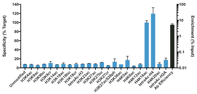 H4K16ac Antibody in ChIP Assay (ChIP)