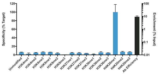 H4K20me1 Antibody in ChIP Assay (ChIP)