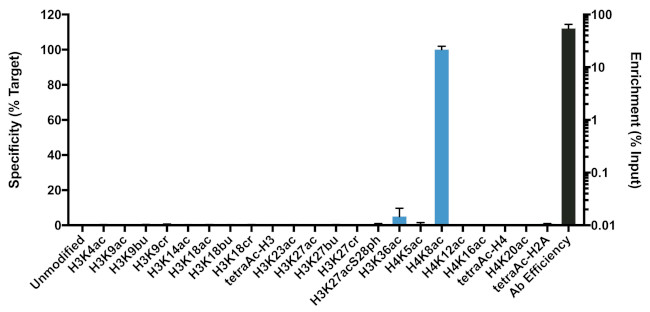 H4K8ac Antibody in ChIP Assay (ChIP)