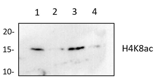 H4K8ac Antibody in Western Blot (WB)