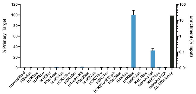 H4K8ac Antibody in ChIP Assay (ChIP)