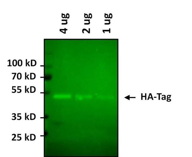 HA Tag Antibody in Western Blot (WB)