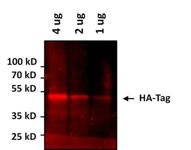 HA Tag Antibody in Western Blot (WB)