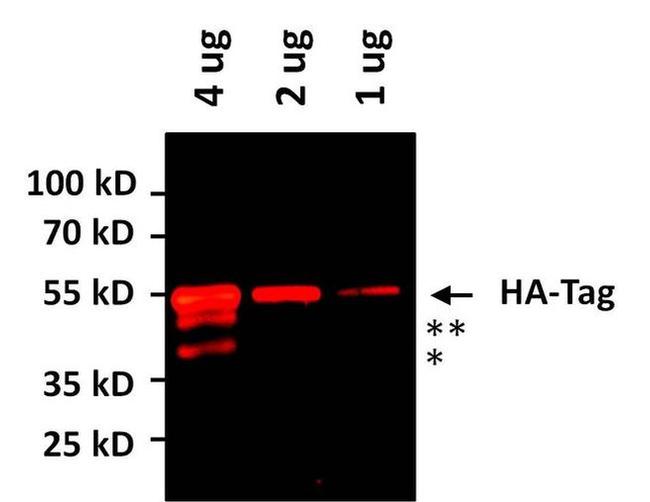 HA Tag Antibody in Western Blot (WB)