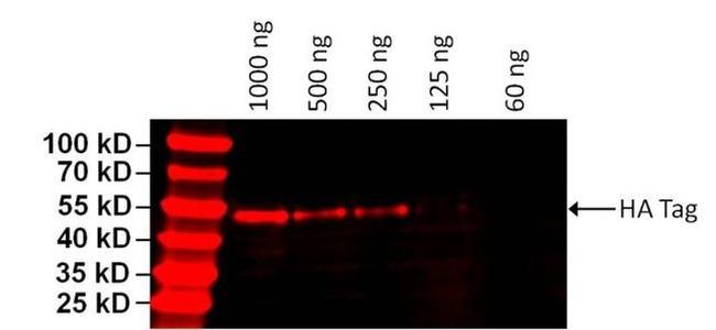 HA Tag Antibody in Western Blot (WB)