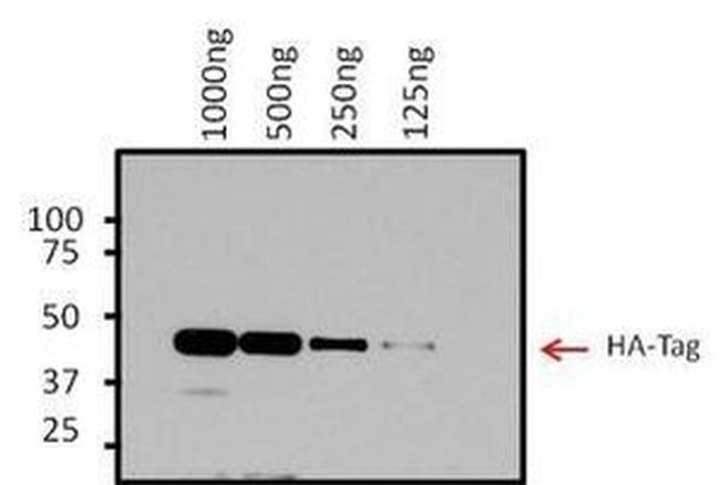 HA Tag Antibody in Western Blot (WB)