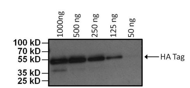 HA Tag Antibody in Western Blot (WB)