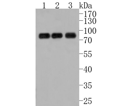 ENAH Antibody in Western Blot (WB)