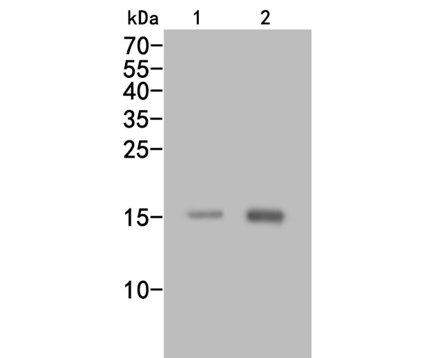 CCL2/MCP1 Antibody in Western Blot (WB)