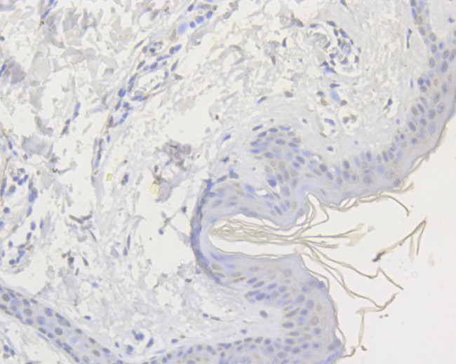 FOXG1 Antibody in Immunohistochemistry (Paraffin) (IHC (P))