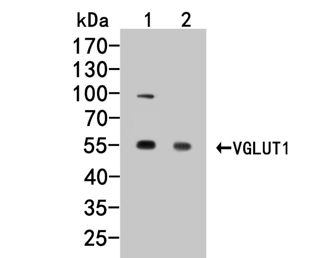 VGluT1 Antibody in Western Blot (WB)