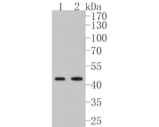 LIPF Antibody in Western Blot (WB)