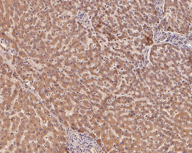 IGF1 (E peptide) Antibody in Immunohistochemistry (Paraffin) (IHC (P))