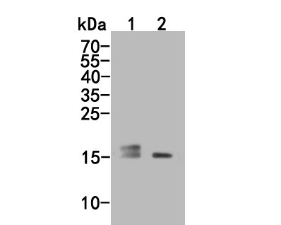 IGF1 (E peptide) Antibody in Western Blot (WB)