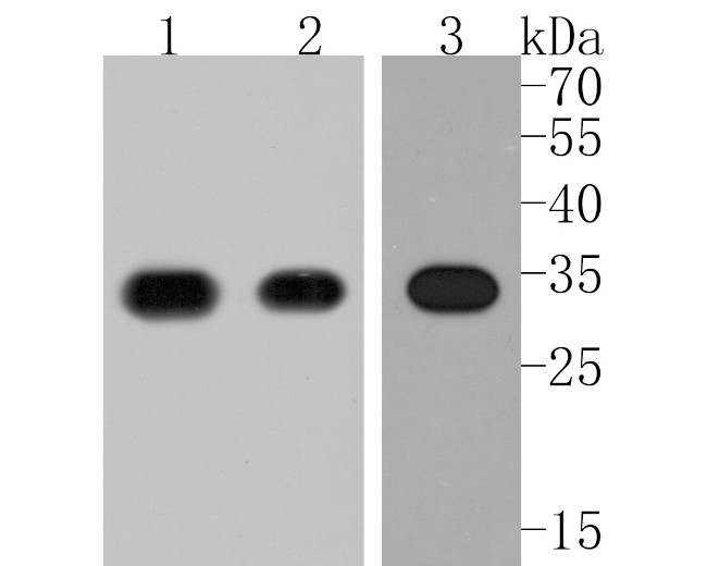 UCP1 Antibody in Western Blot (WB)