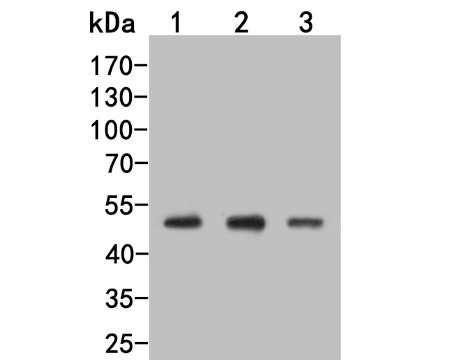 LKB1 Antibody in Western Blot (WB)