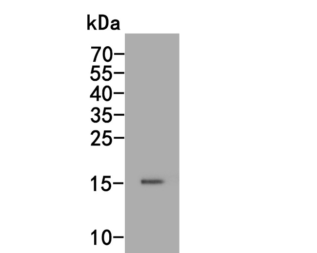 CDKN1A/P21 Antibody in Western Blot (WB)