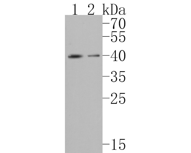 PAR1 Antibody in Western Blot (WB)