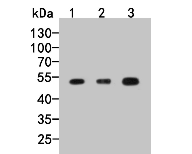 CCR3 Antibody in Western Blot (WB)