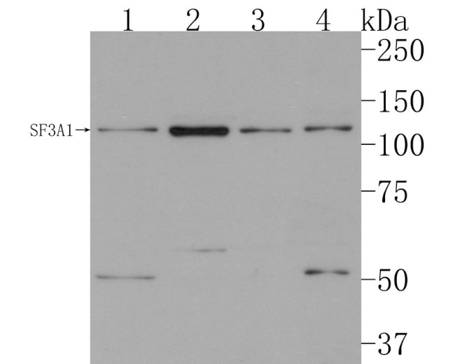 SF3A1 Antibody in Western Blot (WB)