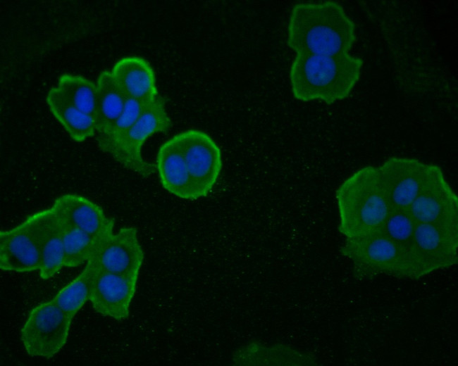 Gastrin Antibody in Immunocytochemistry (ICC/IF)