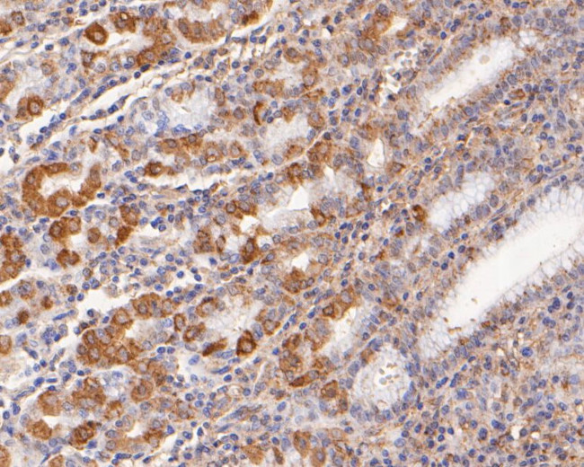 Gastrin Antibody in Immunohistochemistry (Paraffin) (IHC (P))