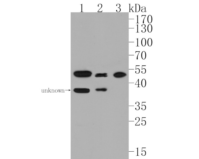 GABPA Antibody in Western Blot (WB)