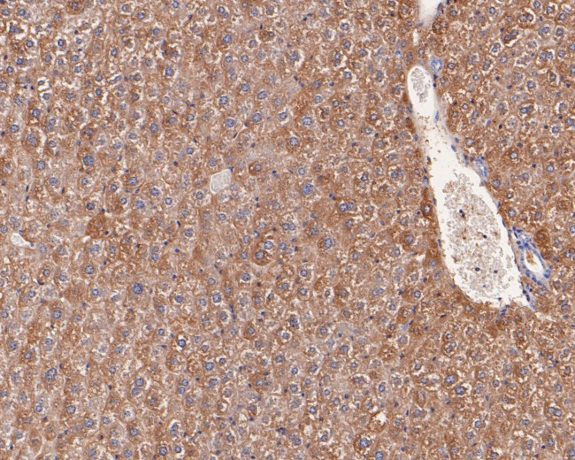 MAT1A Antibody in Immunohistochemistry (Paraffin) (IHC (P))