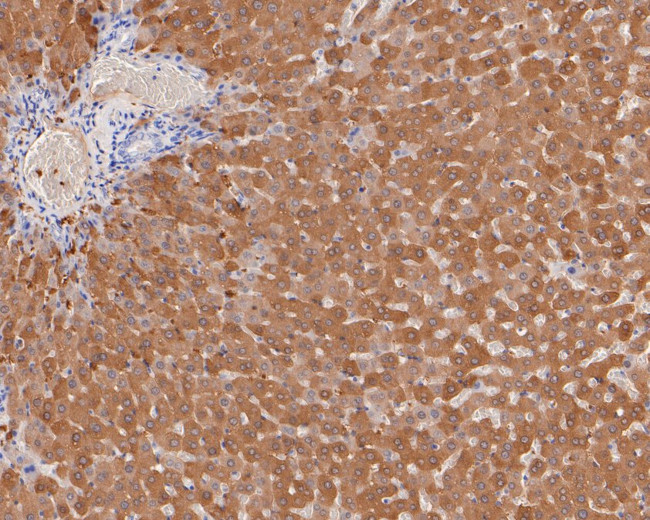 MAT1A Antibody in Immunohistochemistry (Paraffin) (IHC (P))