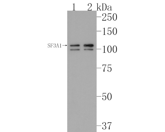 SF3A1 Antibody in Western Blot (WB)