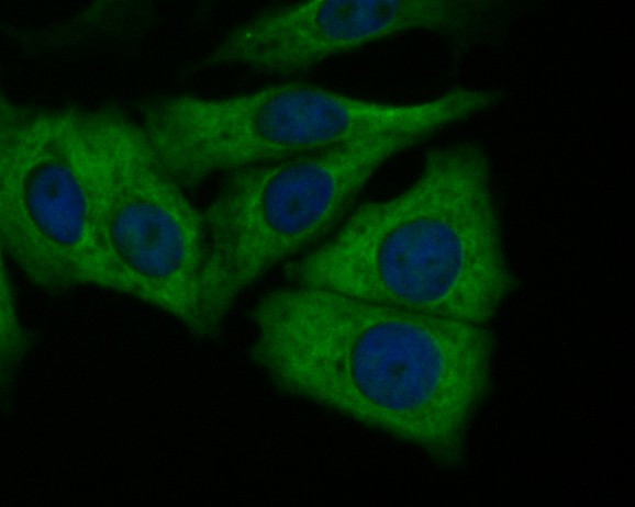 Butyrylcholine esterase Antibody in Immunocytochemistry (ICC/IF)