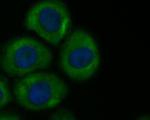 Butyrylcholine esterase Antibody in Immunocytochemistry (ICC/IF)