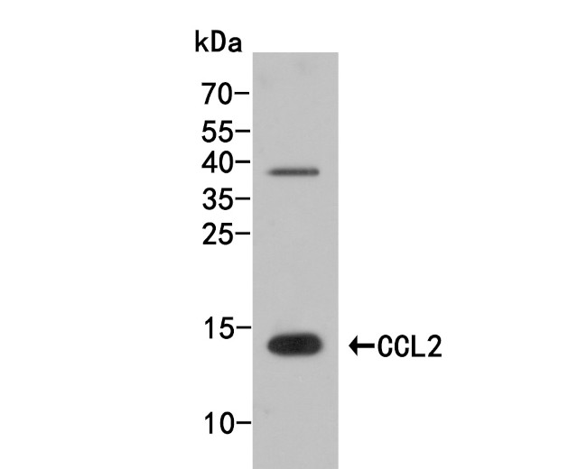 CCL2 Antibody in Western Blot (WB)