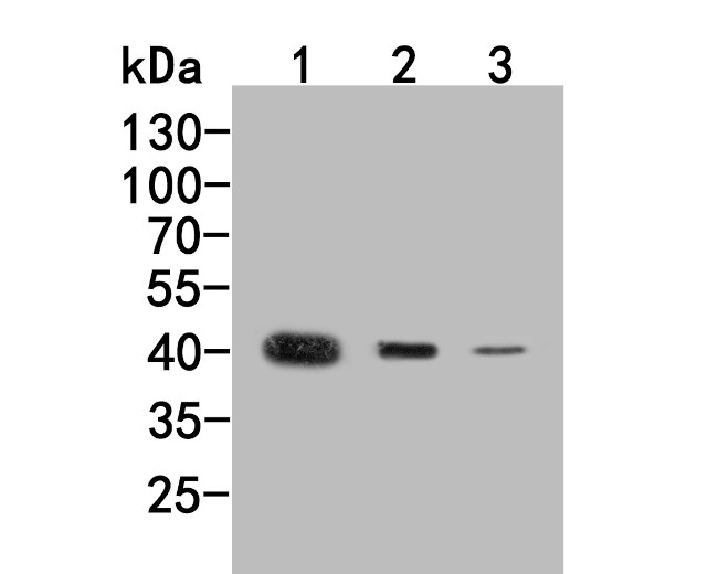 MVD Antibody in Western Blot (WB)