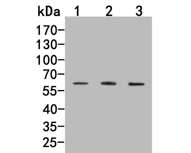 CCR3 Antibody in Western Blot (WB)