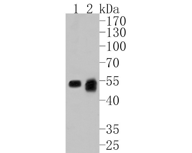 Lck Antibody in Western Blot (WB)