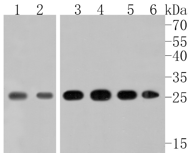 Triosephosphate isomerase Antibody in Western Blot (WB)