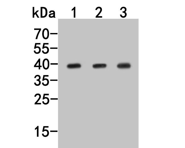 GNAI2 Antibody in Western Blot (WB)