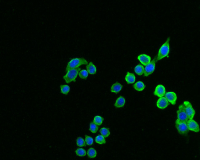 TCP1 delta Antibody in Immunocytochemistry (ICC/IF)