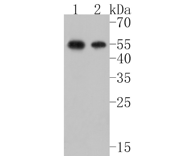 SOX17 Antibody in Western Blot (WB)