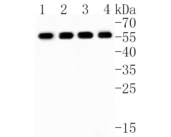 SOX17 Antibody in Western Blot (WB)