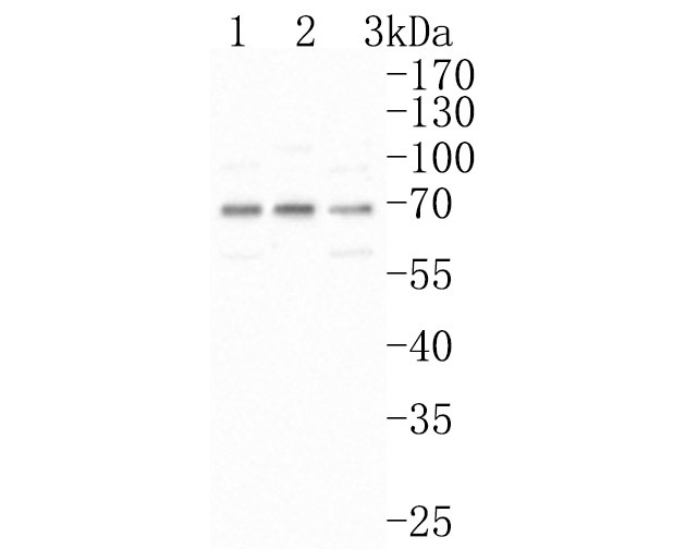 VGluT1 Antibody in Western Blot (WB)