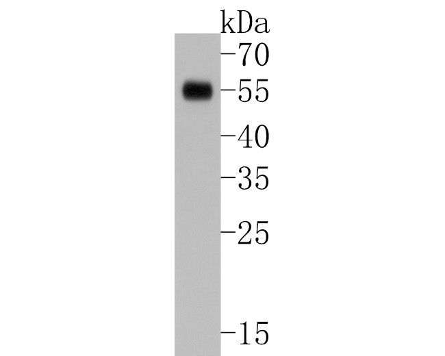 SOX17 Antibody in Western Blot (WB)