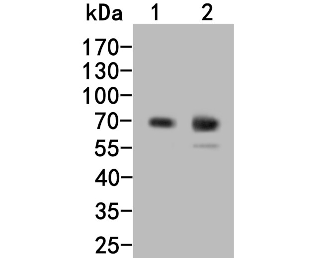 Chromogranin A Antibody in Western Blot (WB)