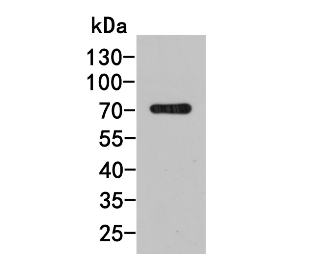 Chromogranin A Antibody in Western Blot (WB)