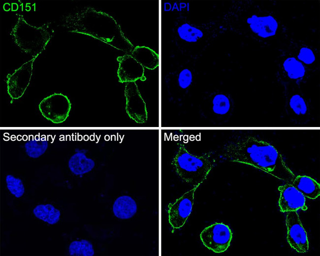 CD151 Antibody in Immunocytochemistry (ICC/IF)