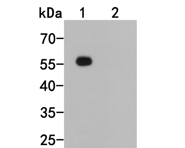 Human IgG Antibody in Western Blot (WB)