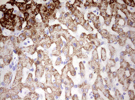 HADH Antibody in Immunohistochemistry (Paraffin) (IHC (P))